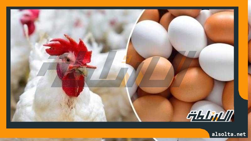 أسعار الدواجن والبيض في الأسواق اليوم الجمعة 9 يونيو 2023