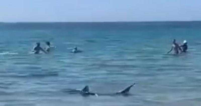 تحذيرات فى إسبانيا من انتشار القرش الأزرق وكلب البحر فى بعض الشواطئ