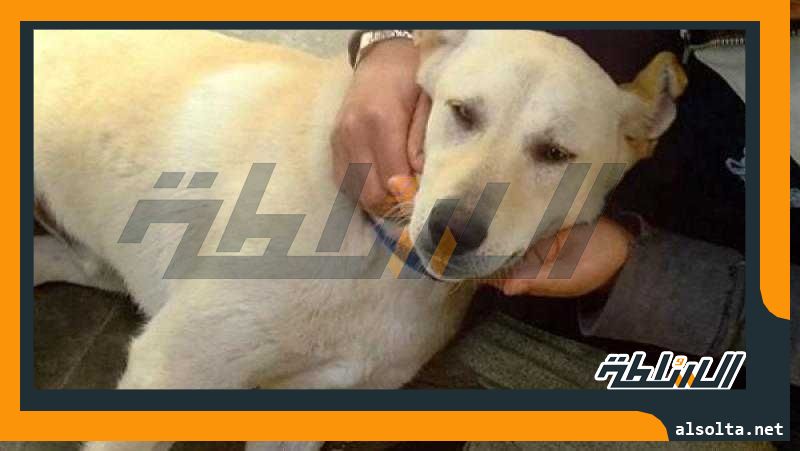 أمن القليوبية يضبط متهما بتعذيب كلب على ”فيس بوك”