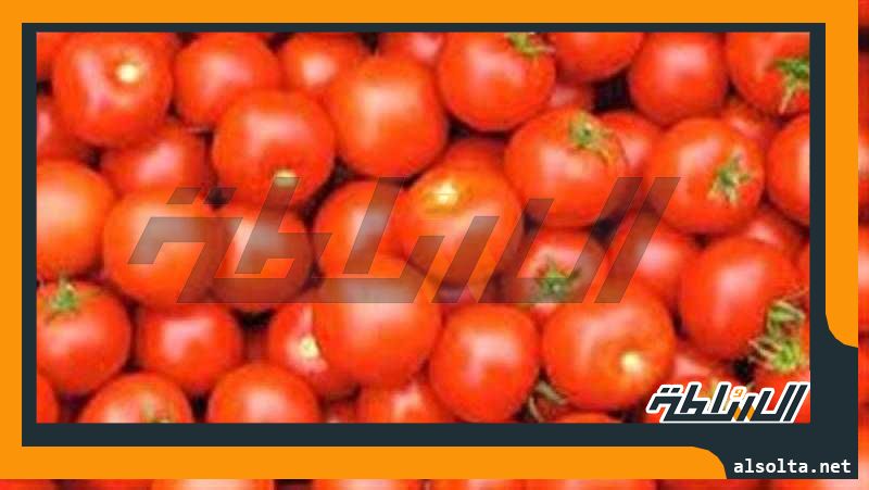 ارتفاع أسعار الطماطم في الأسواق، والشعبة توضح السبب وتطلق نداء عاجل للمسئولين
