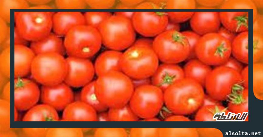 ارتفاع أسعار الطماطم في الأسواق